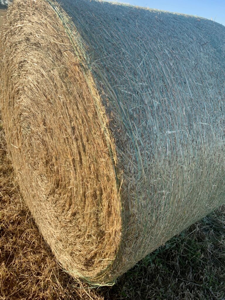 Green bale wrap applied to round bales